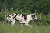 DOGUE ALLEMAND 543